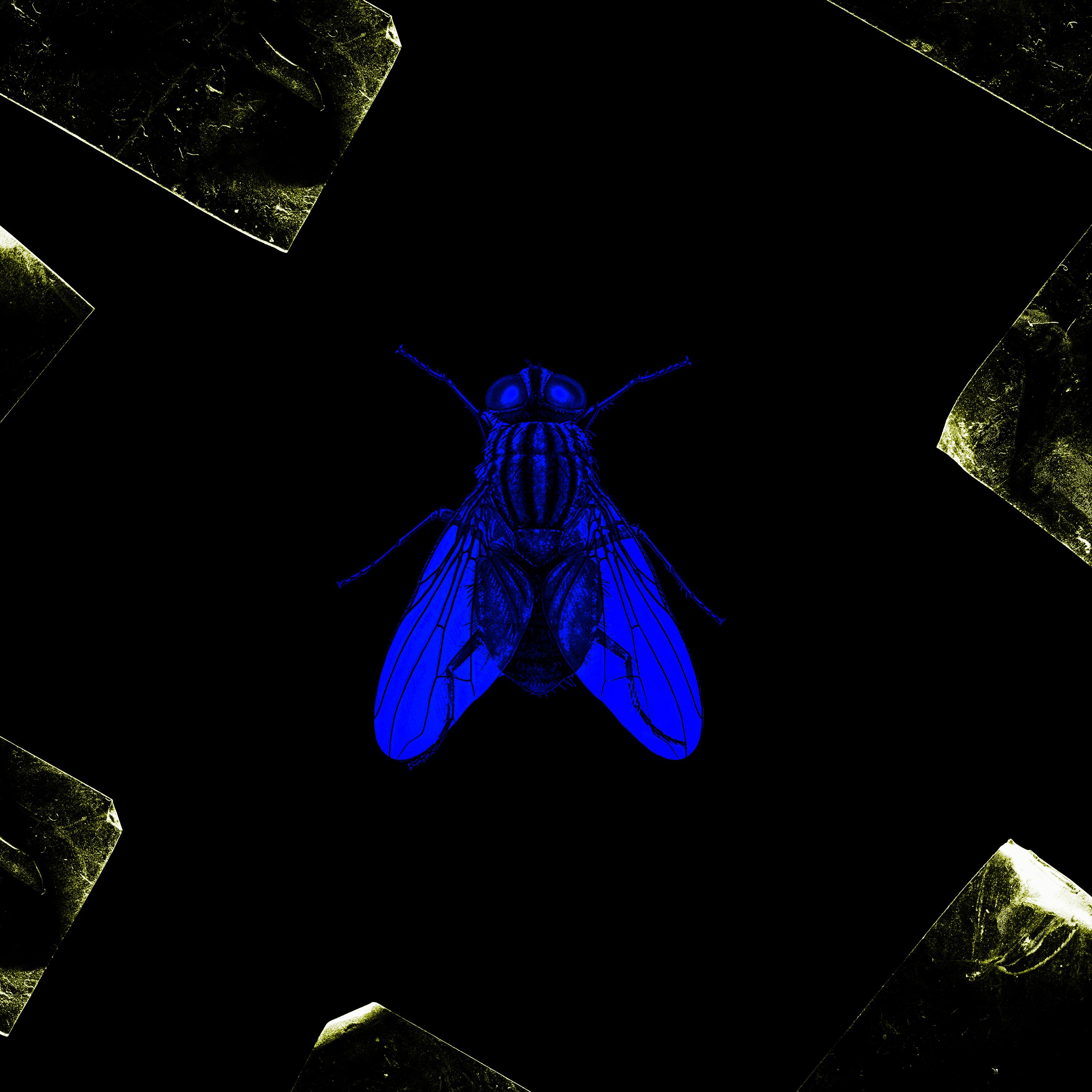 ft1.5 artwork
