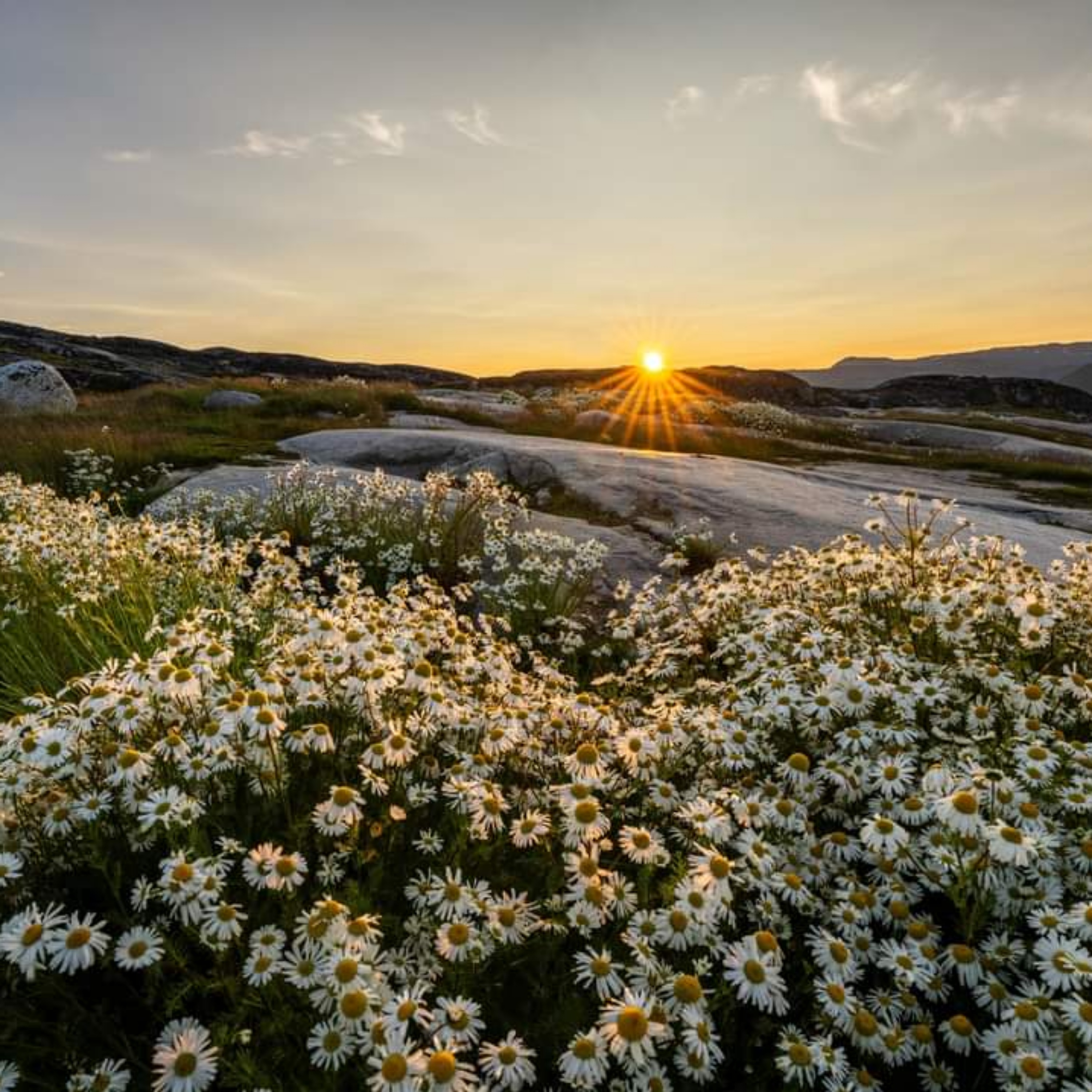 Balasan Lagu Mangu artwork