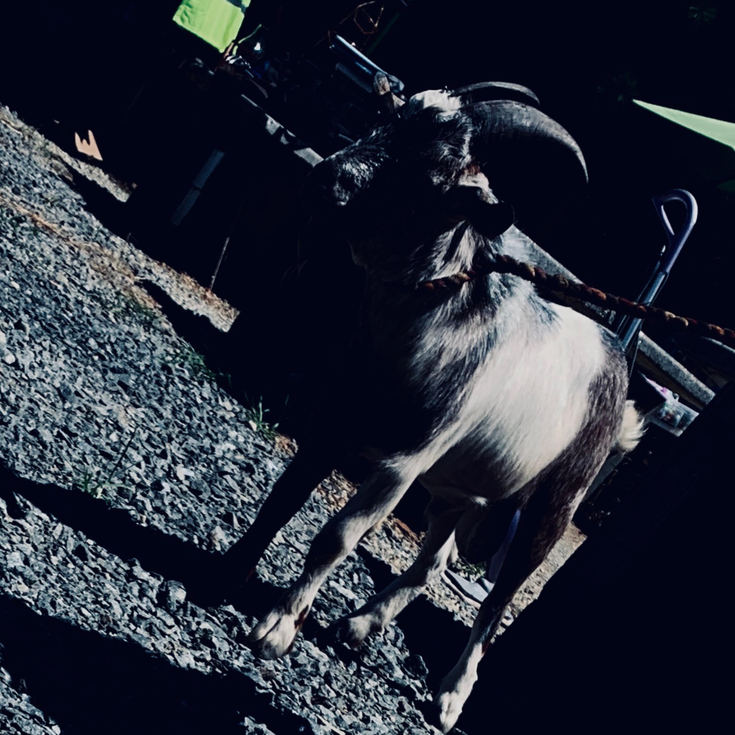 The Goat ( rip Kobe ) artwork