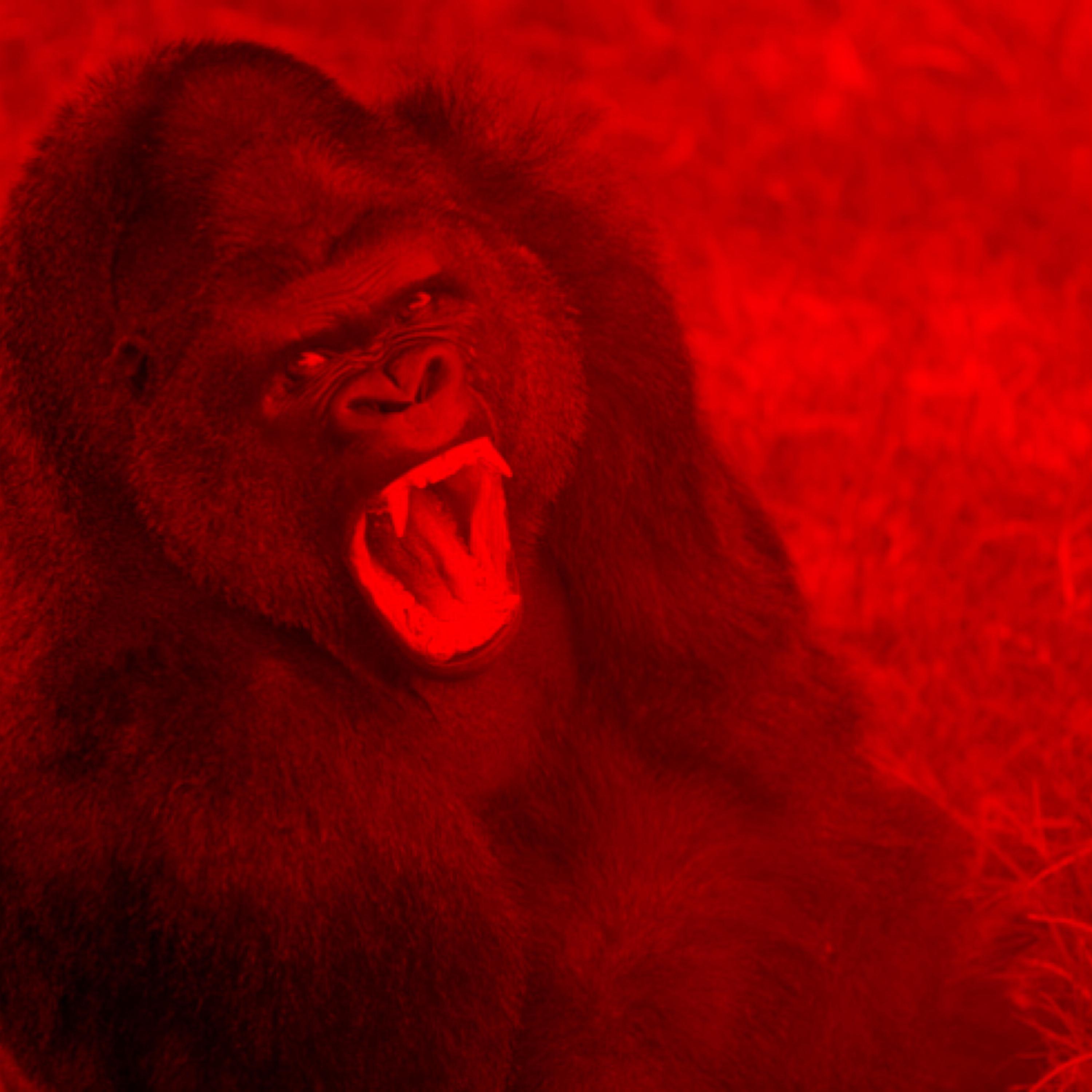 Gorilla Flow artwork