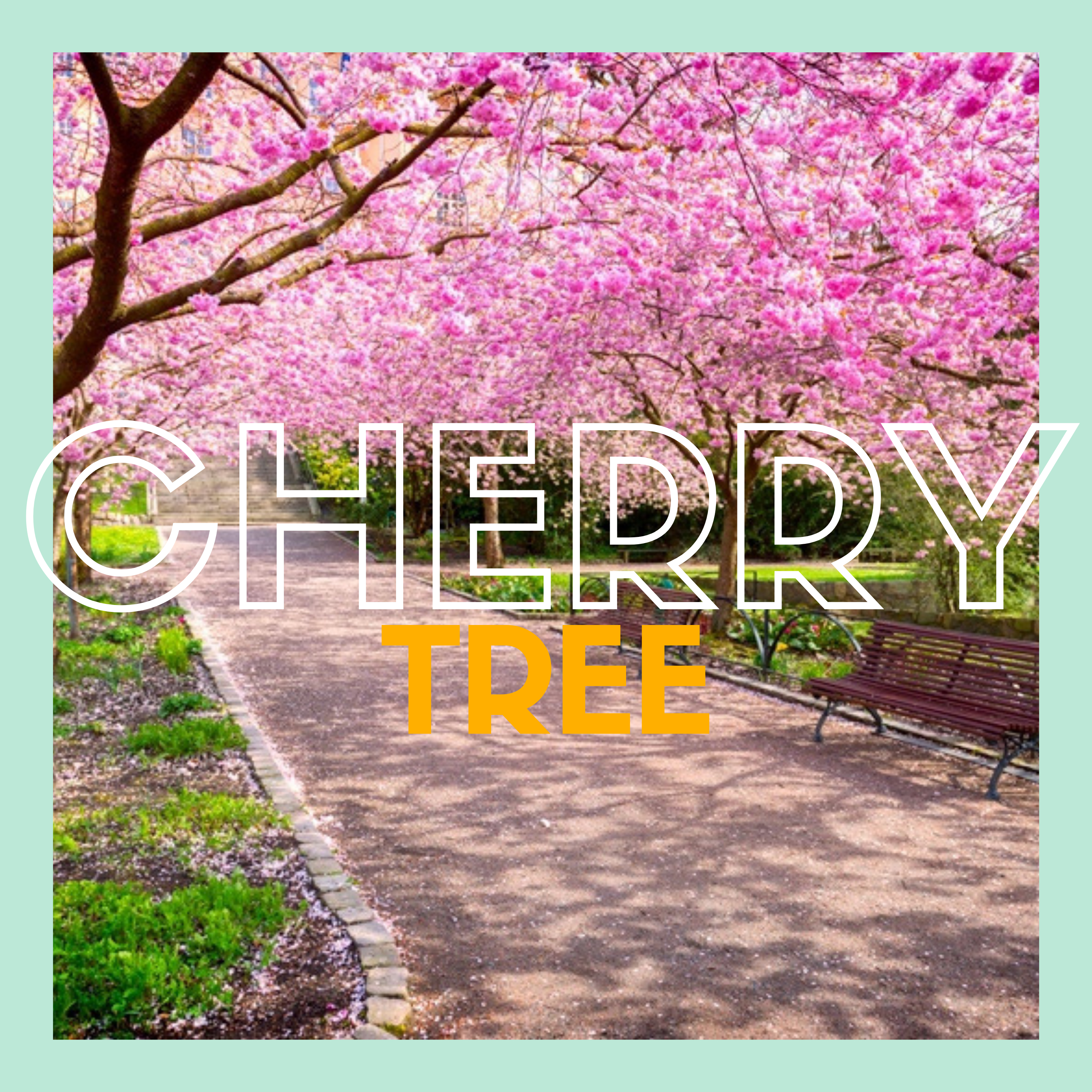 Cherry Tree artwork