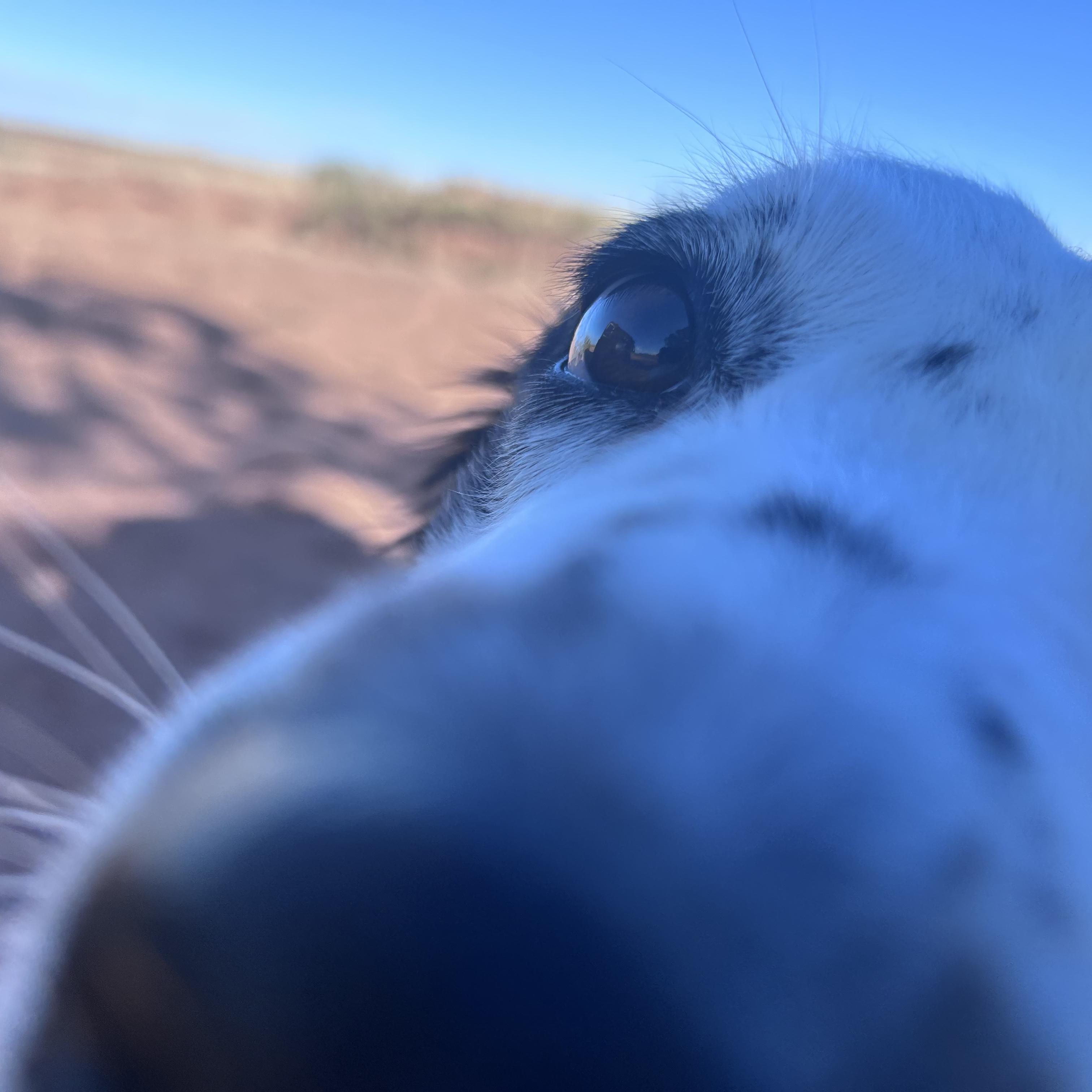 SNIFF iT artwork