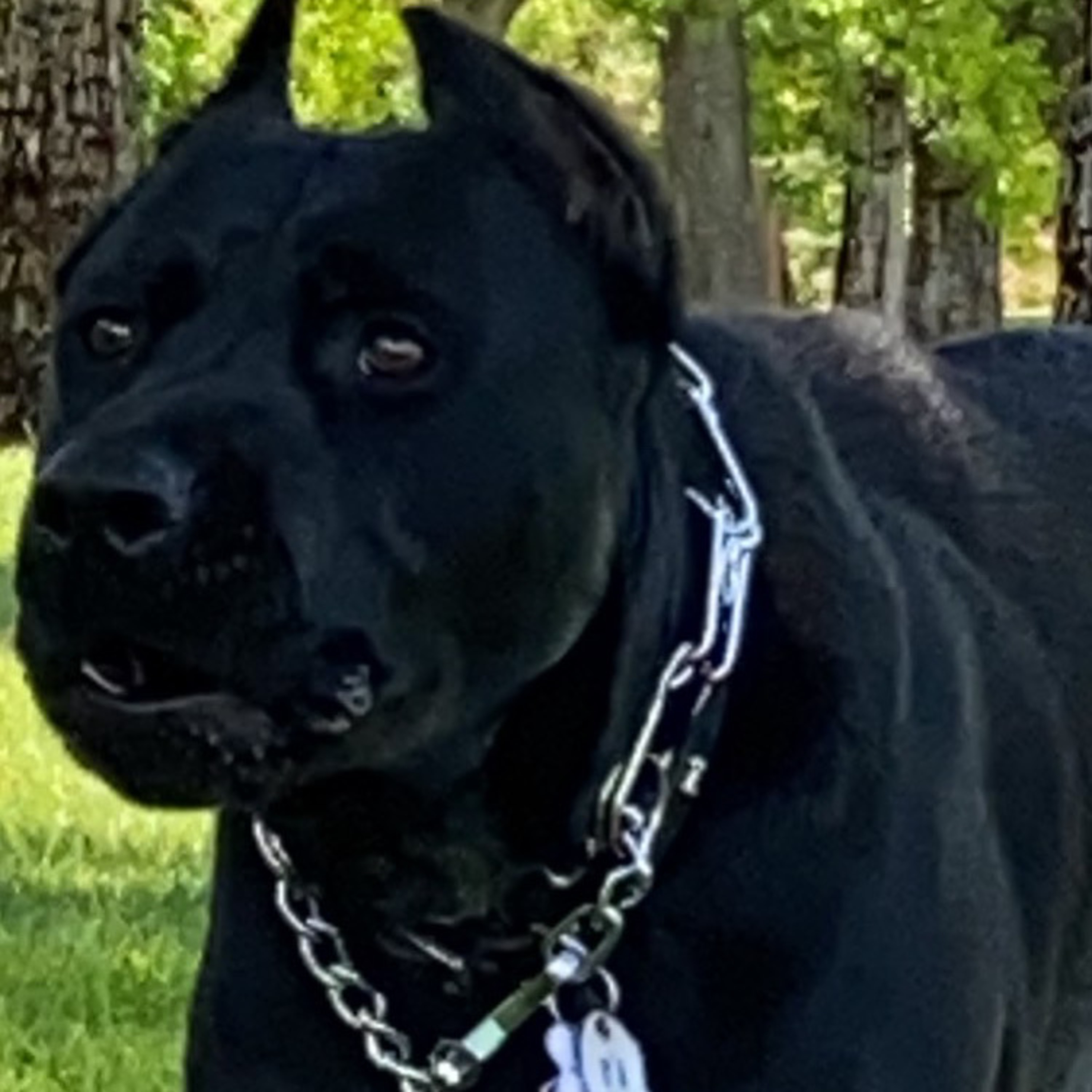 RECOGNIZE GAME artwork