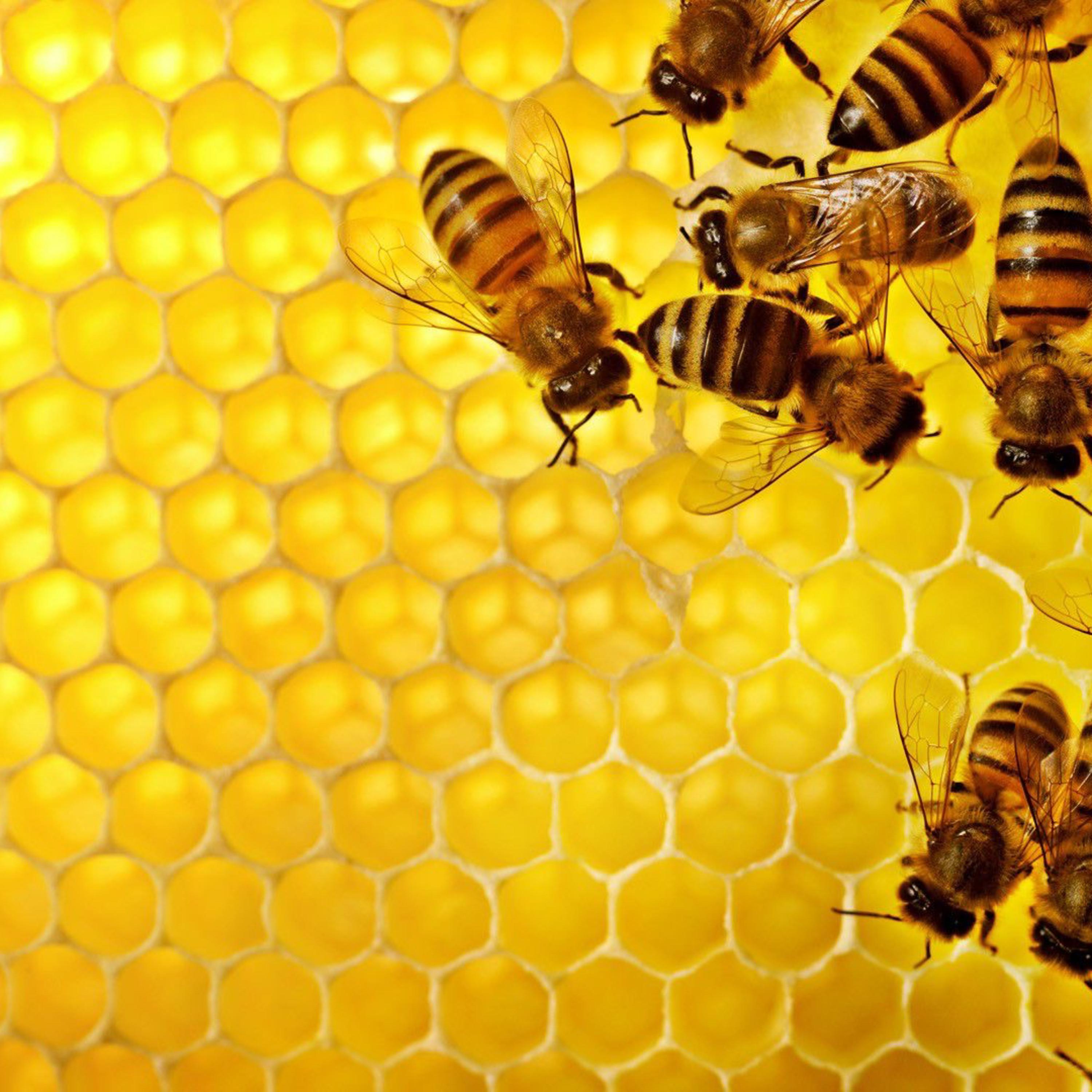 Honeypack artwork