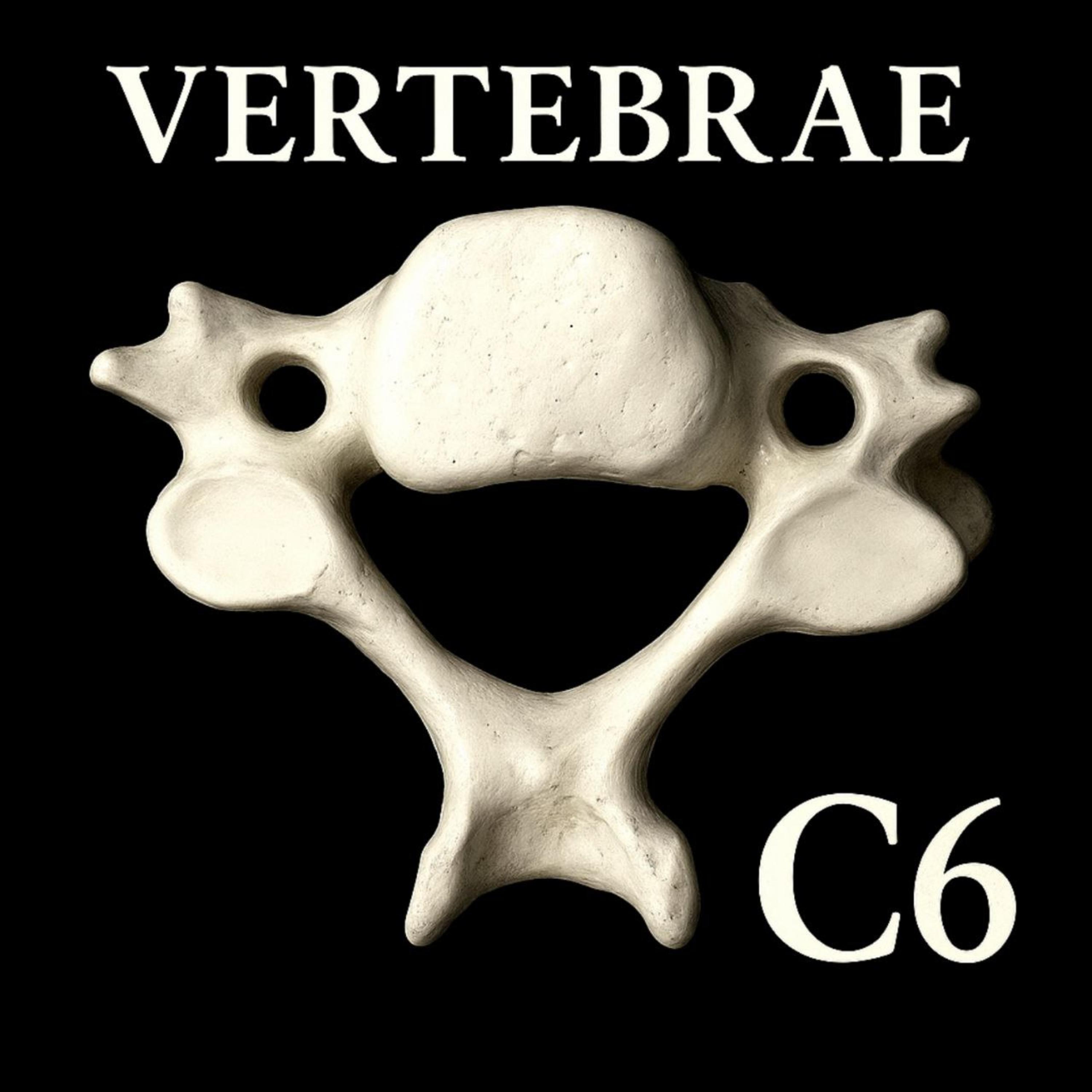 vertebrae C6 artwork