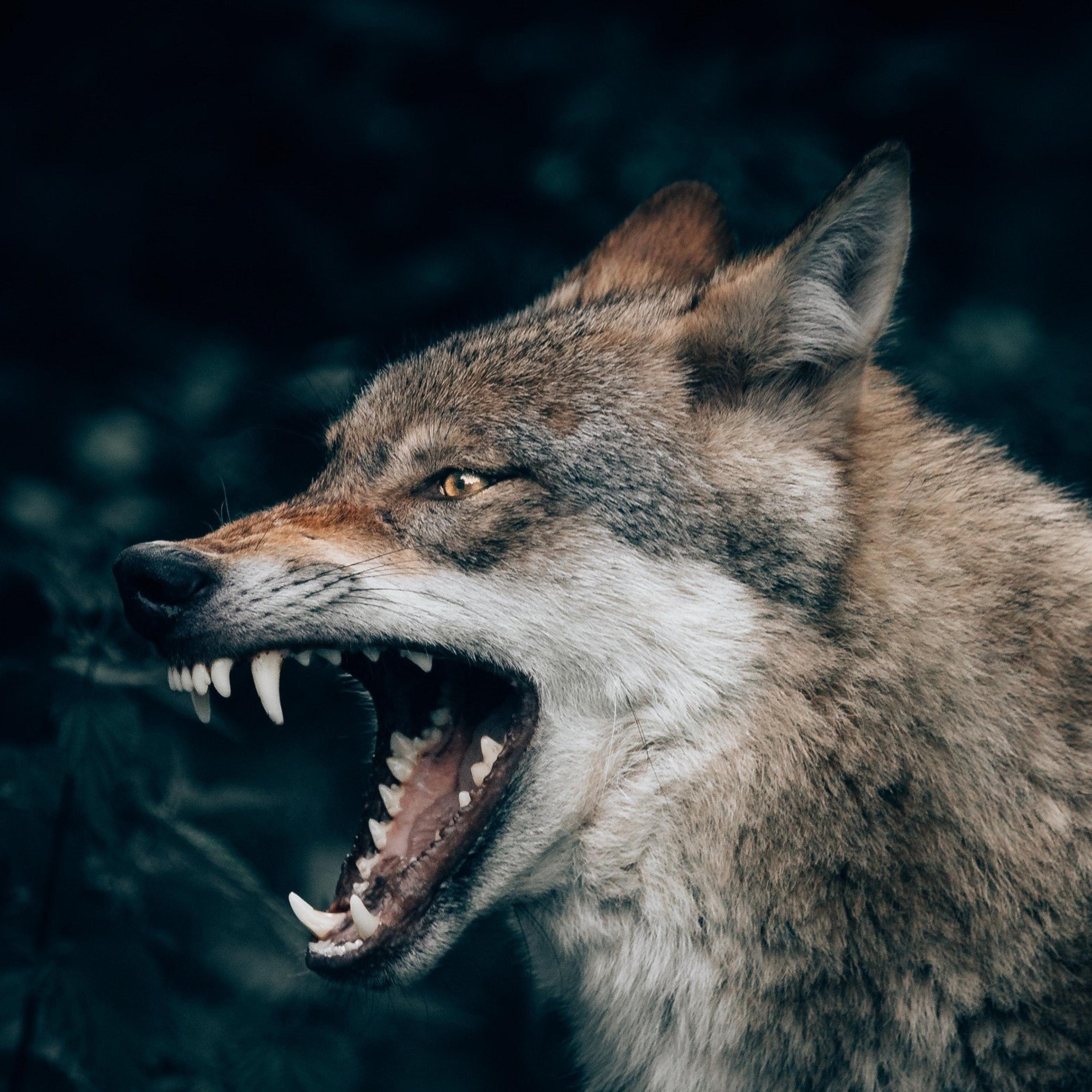 Hanging With Wolves artwork