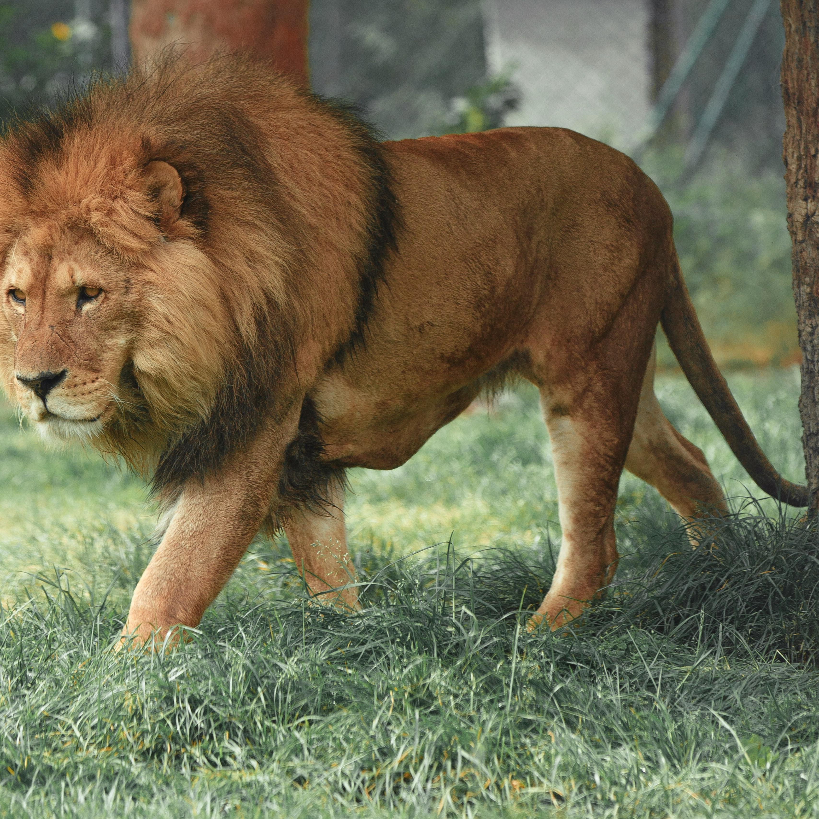 The Lion of Flight artwork