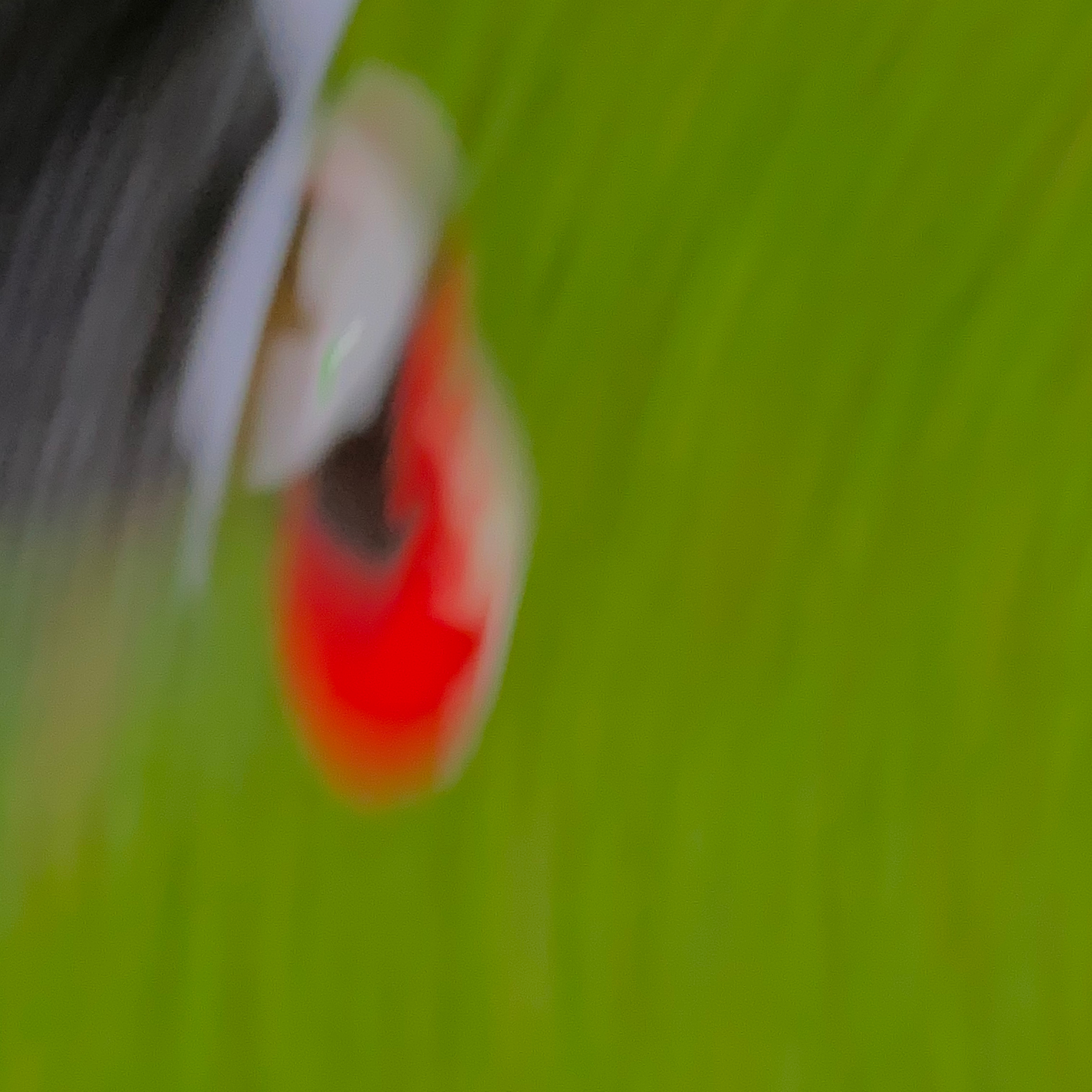 Springtime Madness artwork