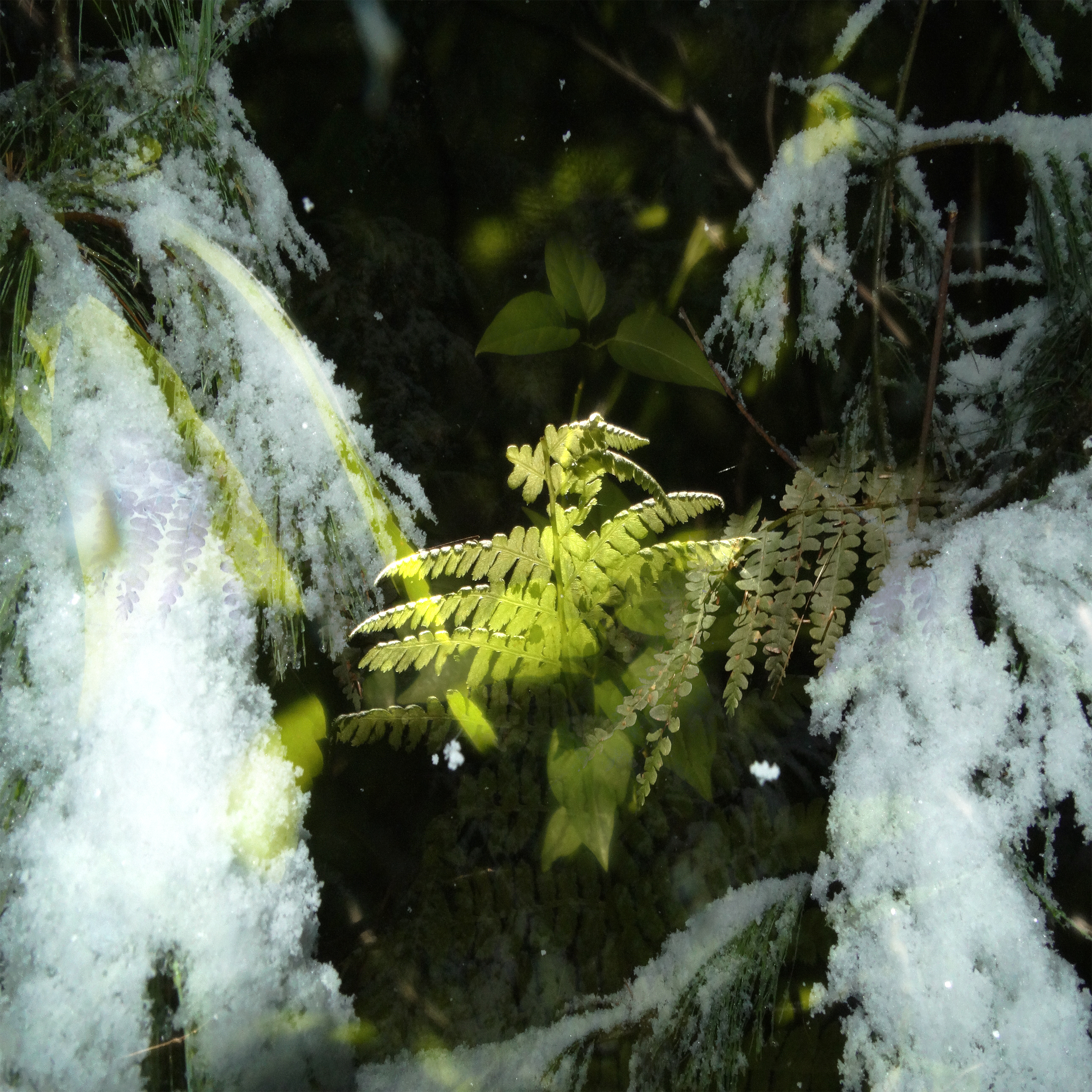 third nature artwork