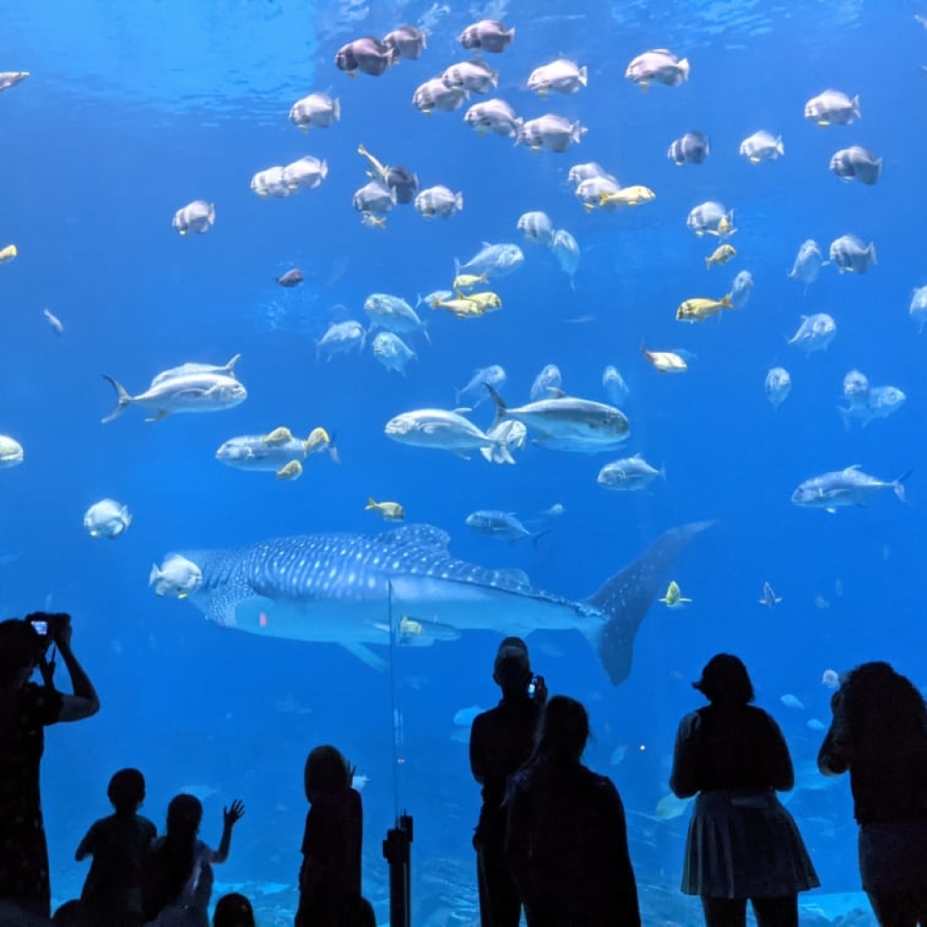 Aquarium artwork