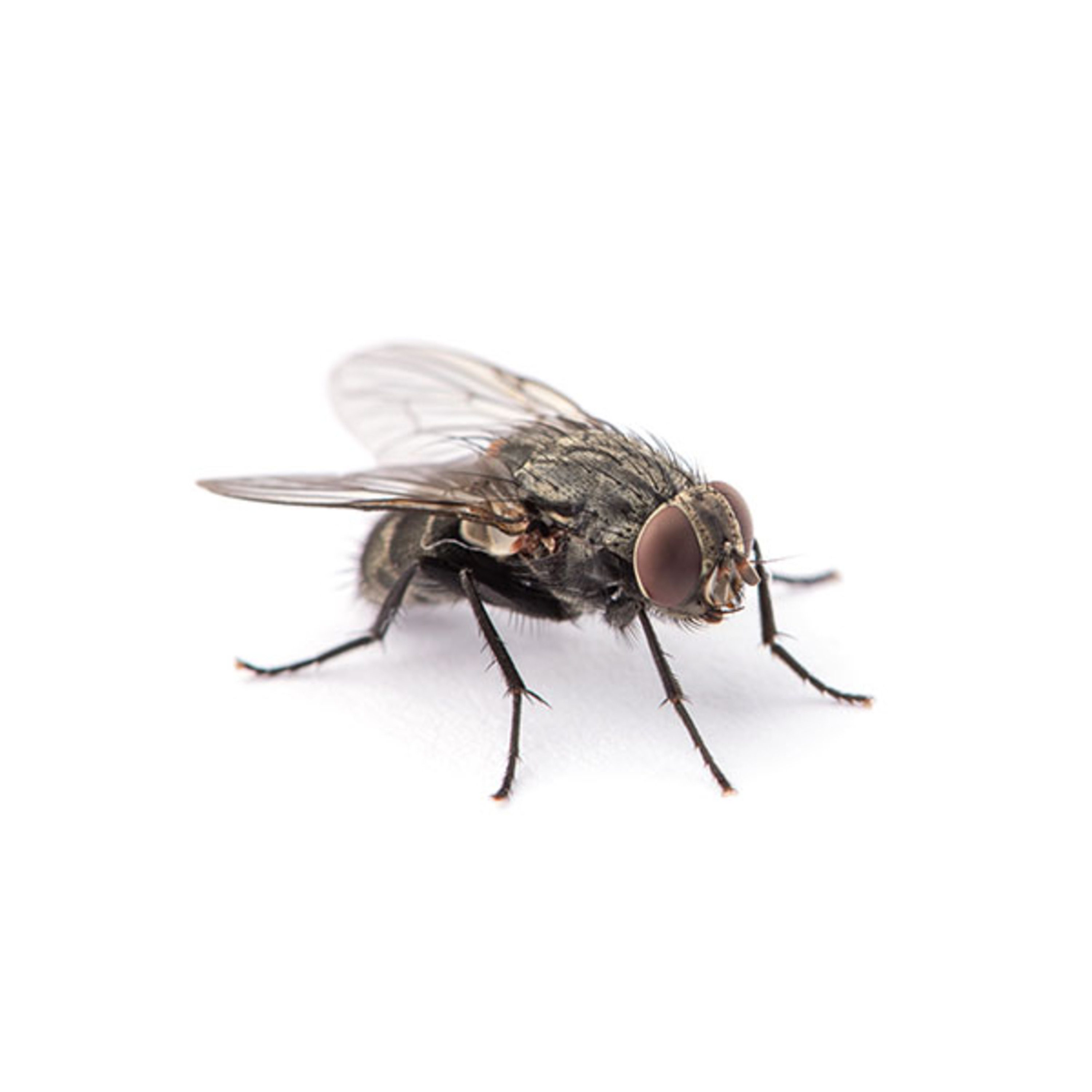 If I Was A Fly artwork
