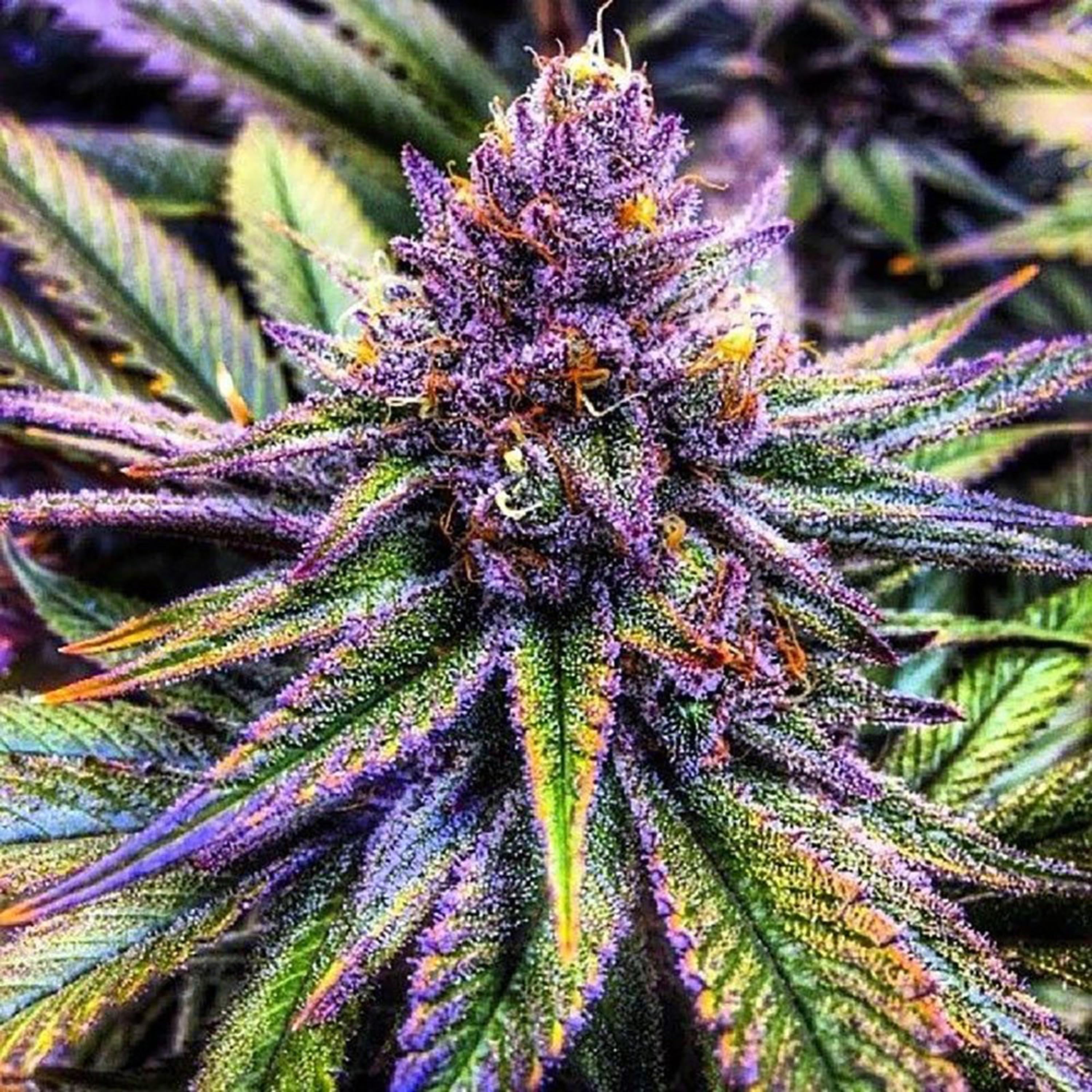 HighGrade Tree artwork
