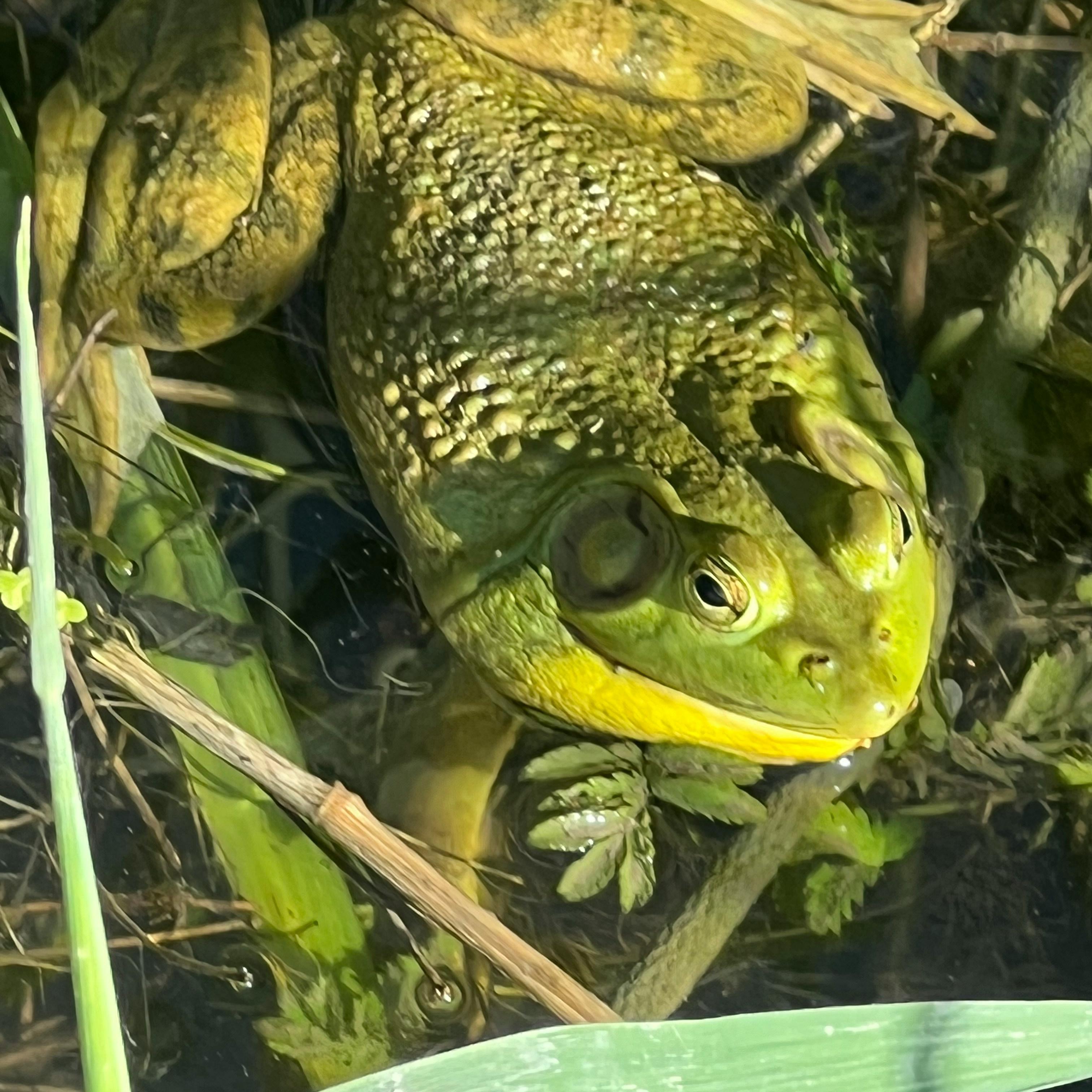 Elijah And The Talking Frog artwork