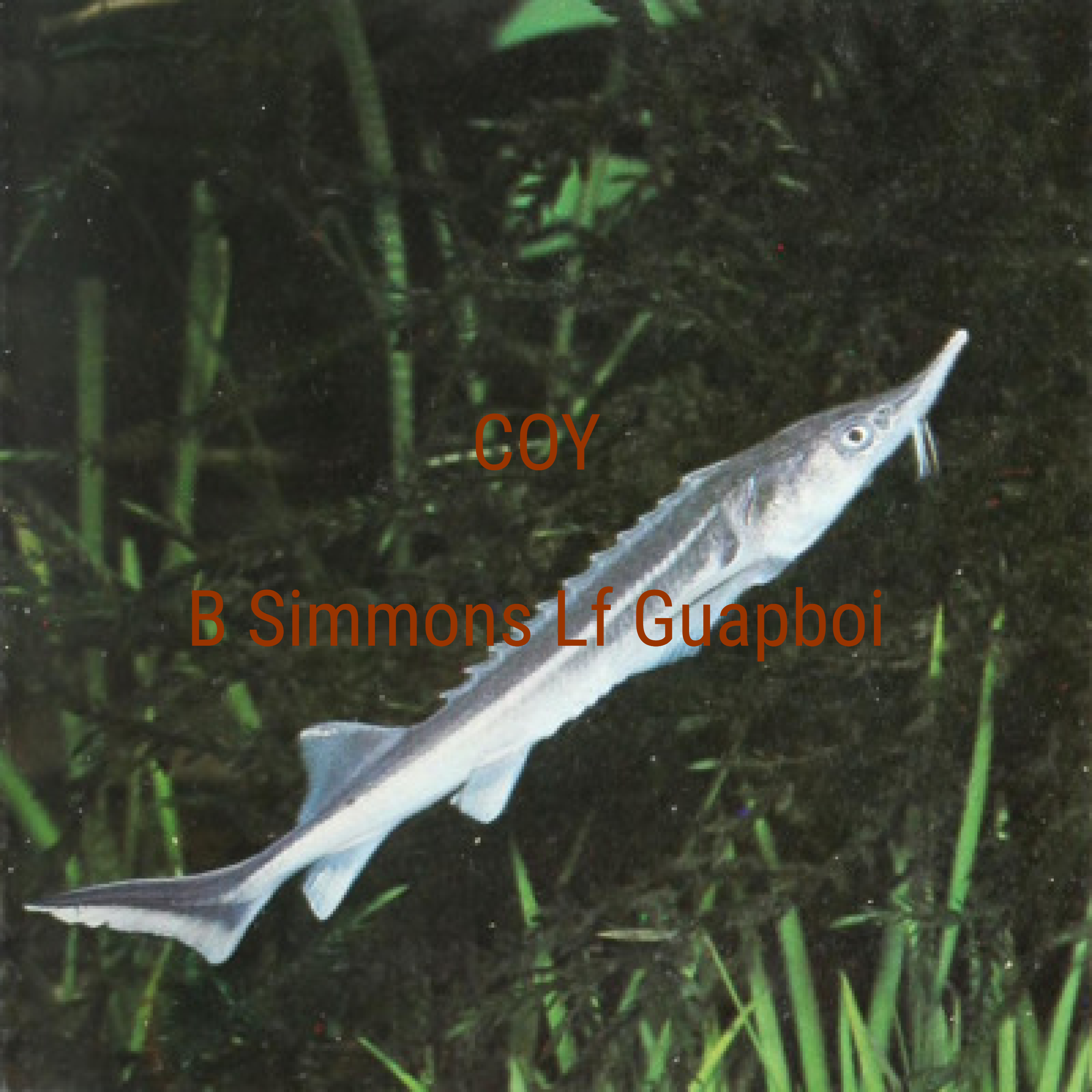 Coy artwork