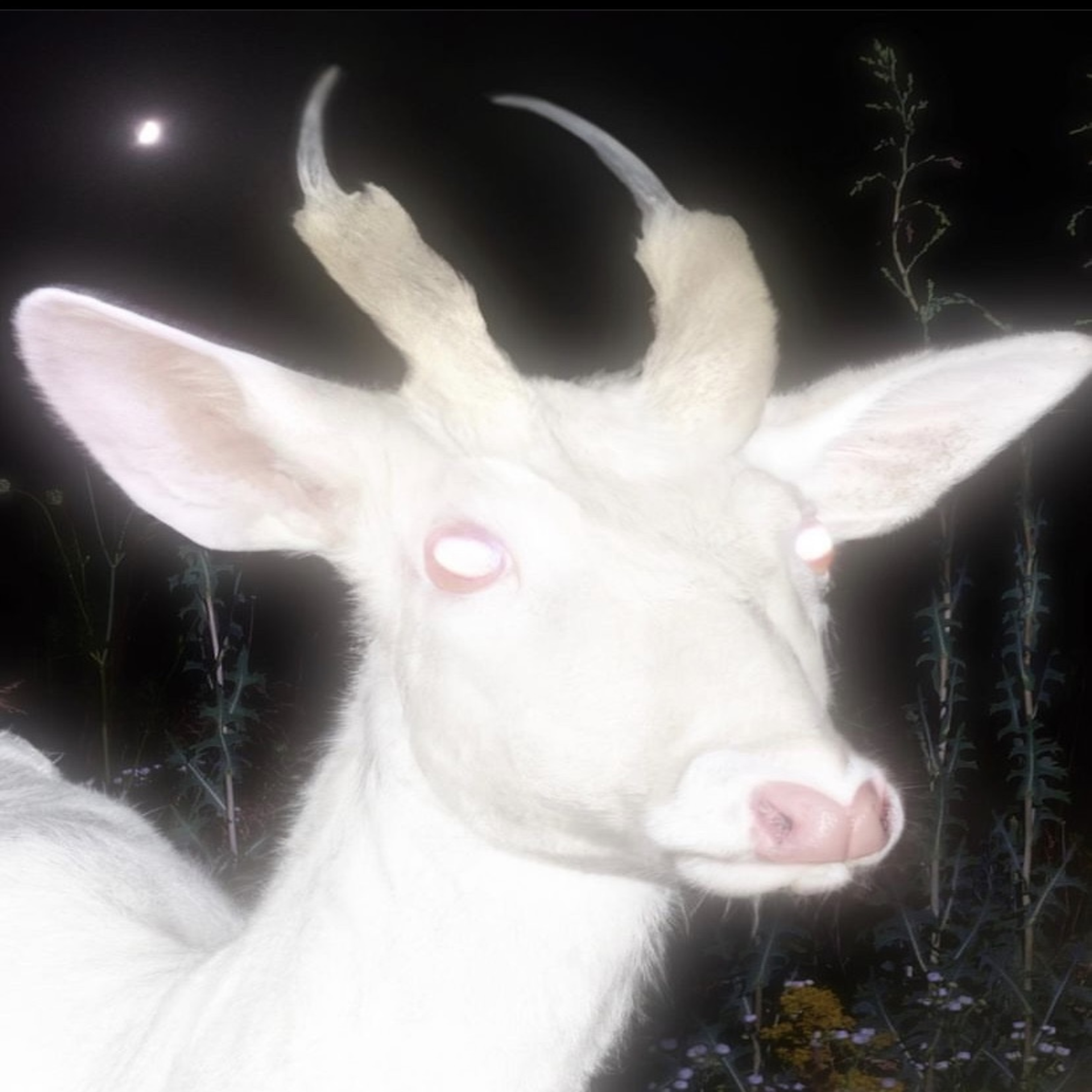 Sara Lee Punched In artwork