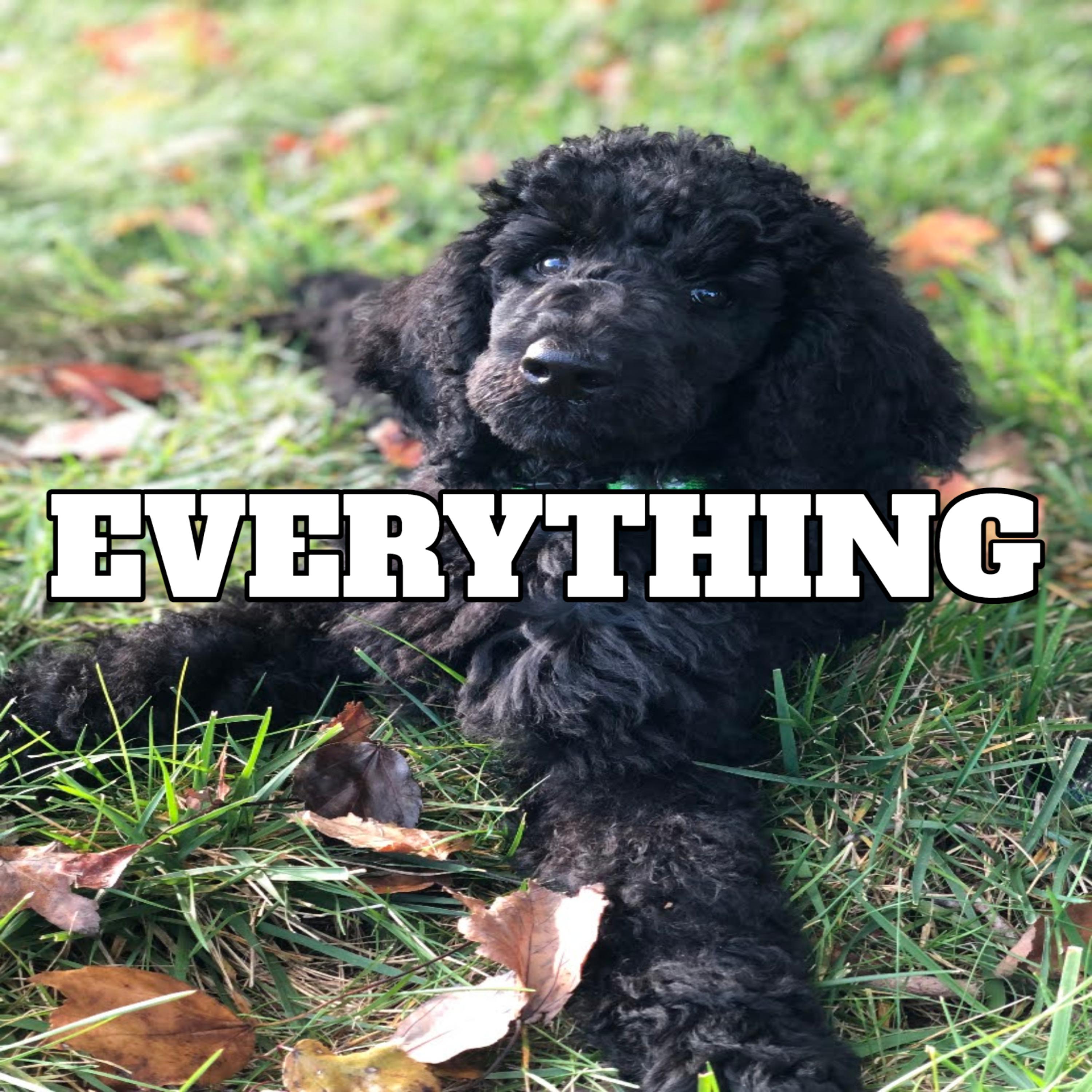 Everything artwork