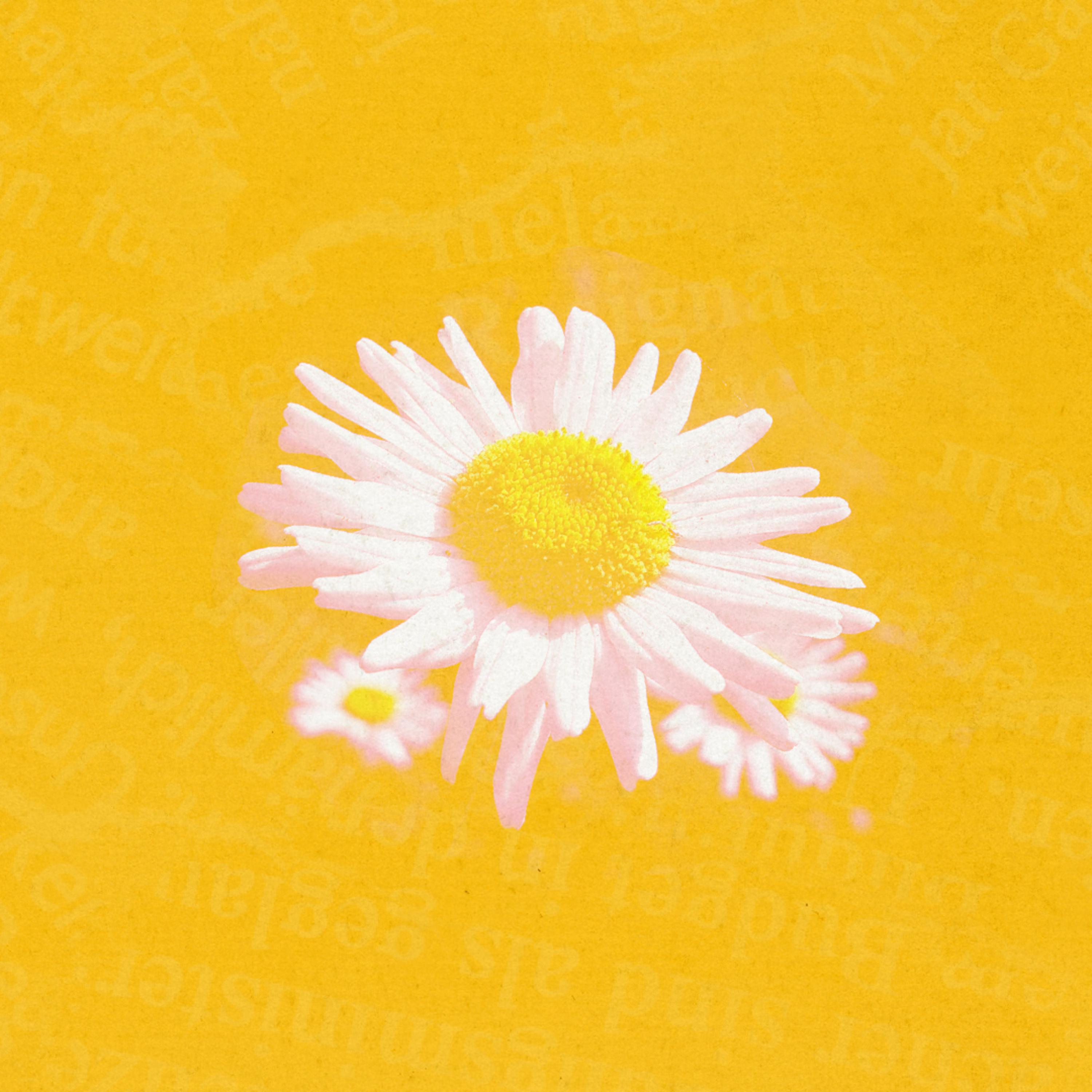 Daisy artwork