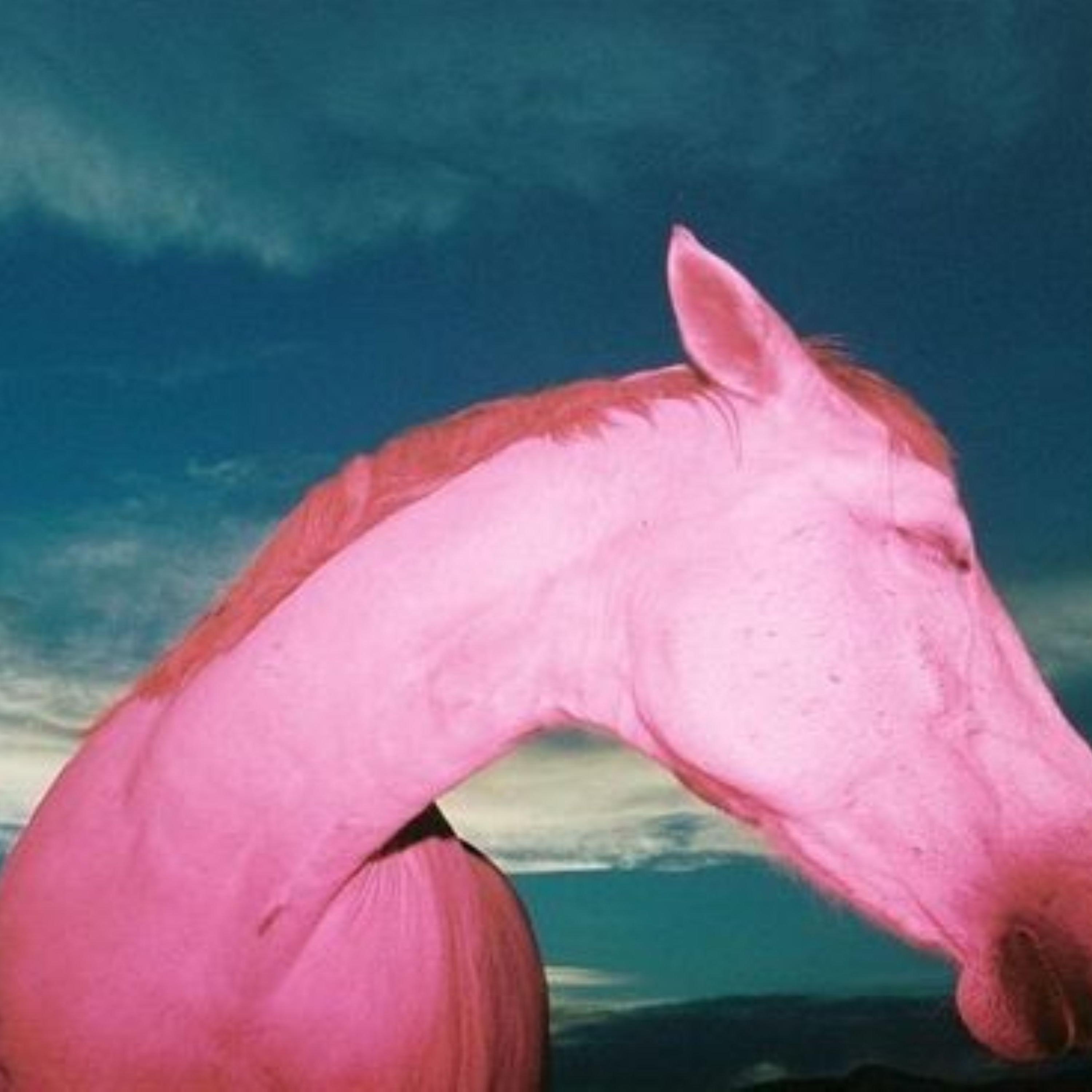 pINk hORSEs artwork