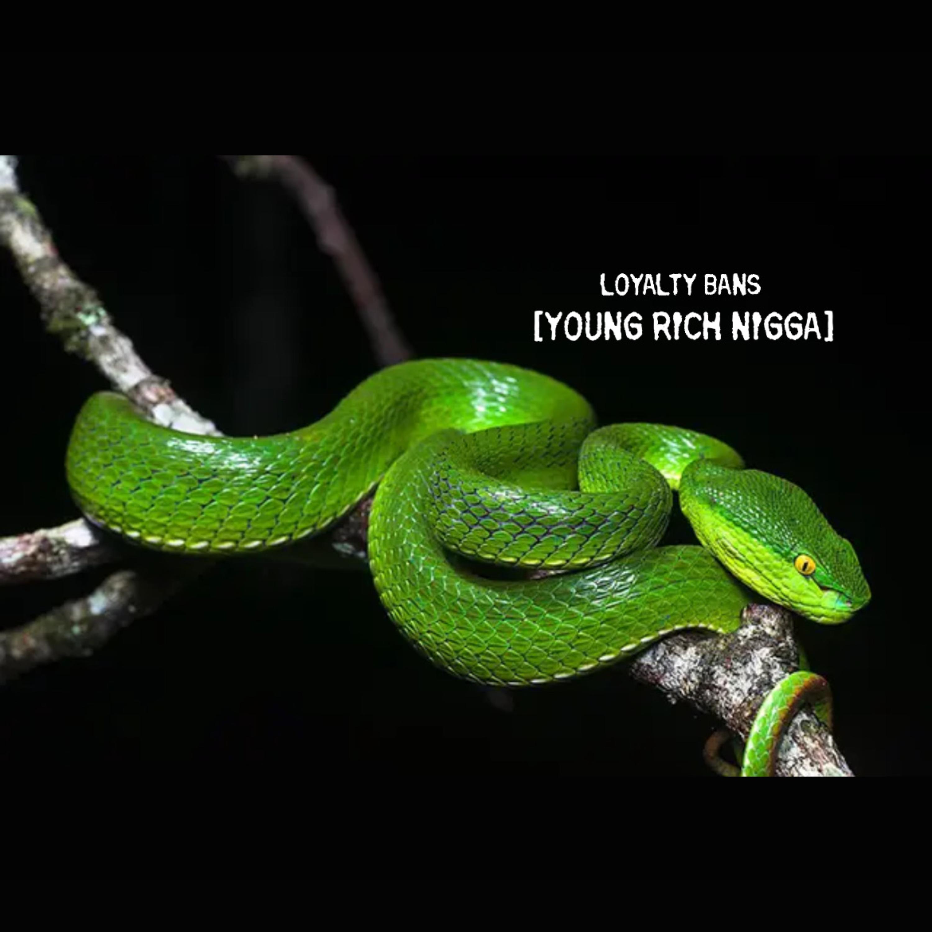 YOUNG RICH NIGGA artwork