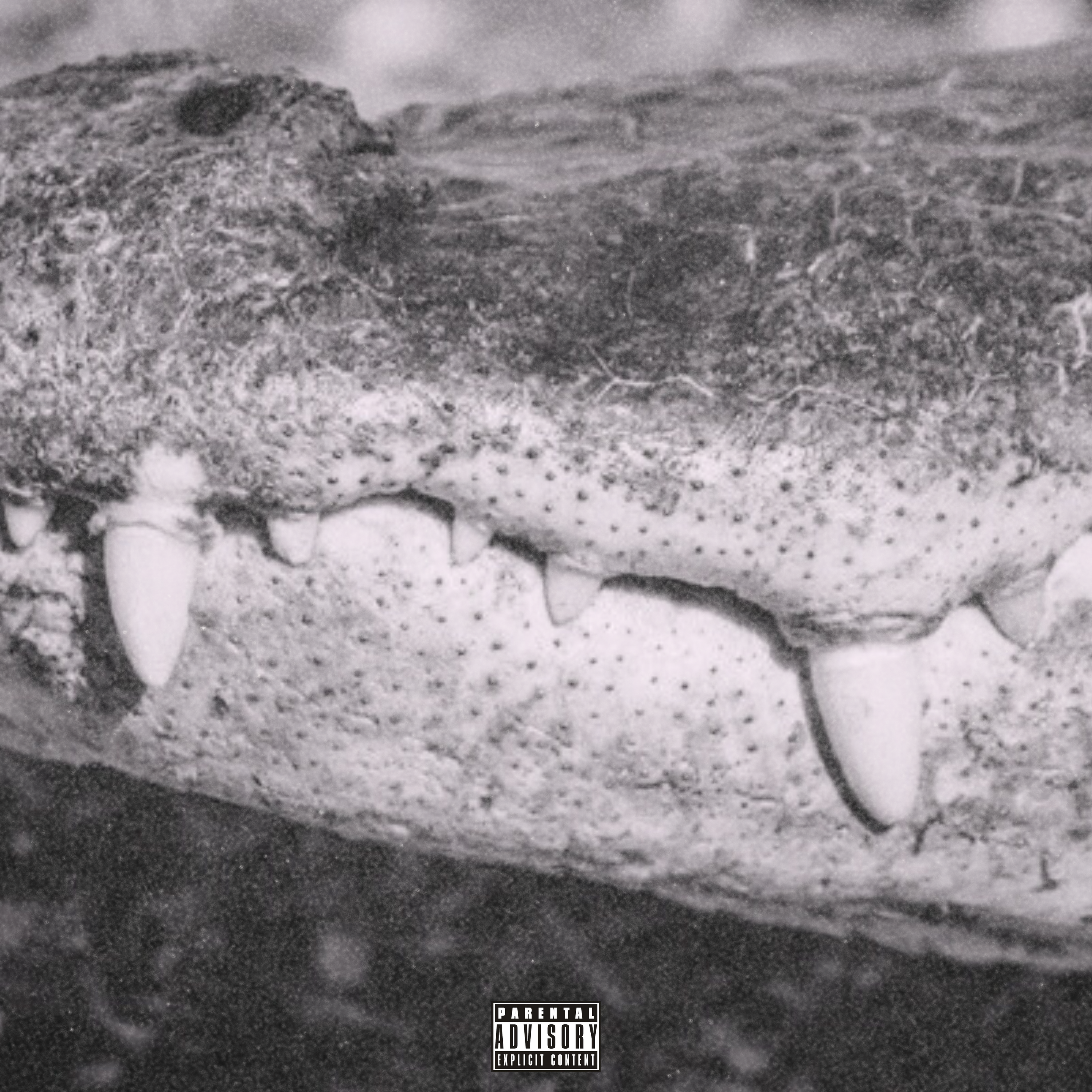 Gators artwork